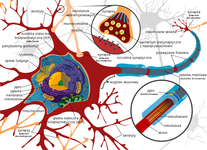 [Budowa szczegółowa neuronu, połączenia i synapsa].
